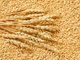 Lúa Mì (Wheat) – Nguồn Nguyên Liệu Chất Lượng Cho Công Nghiệp Chế Biến