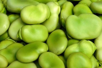 Faba Bean (Đậu Tằm Úc) – Nguồn Đạm Thực Vật Cho Thế Hệ Tương Lai