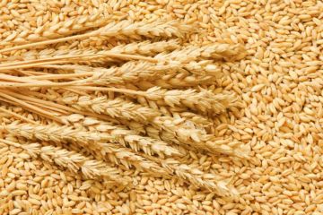 Wheat – Quality Input For Food Processing